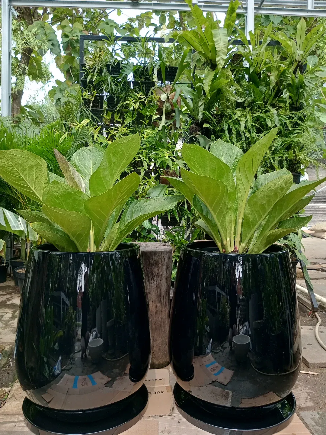 Bold agave in sleek ceramic pot