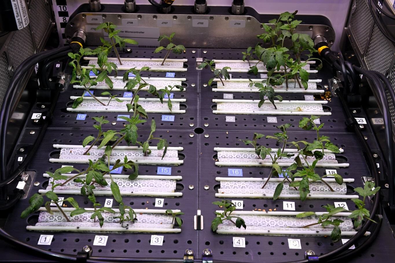 hydroponic system with fiber optic lighting
