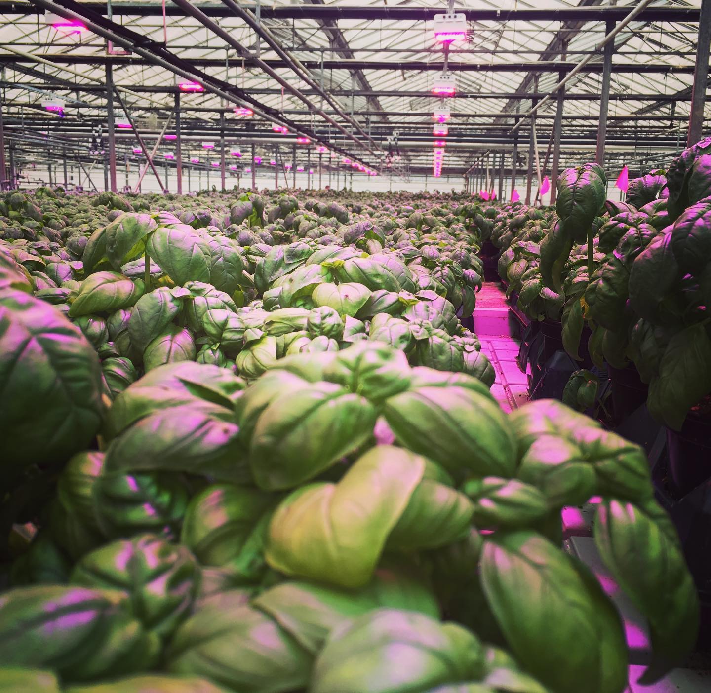 smartphone controlling smart plant lights