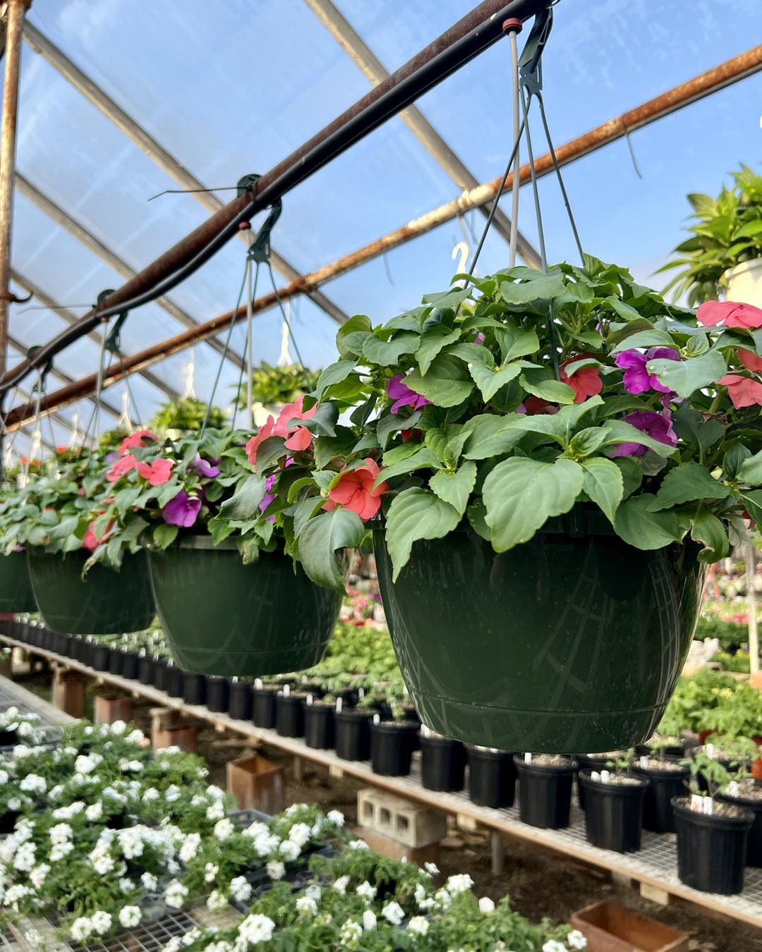 Indoor hanging basket with trailing vines