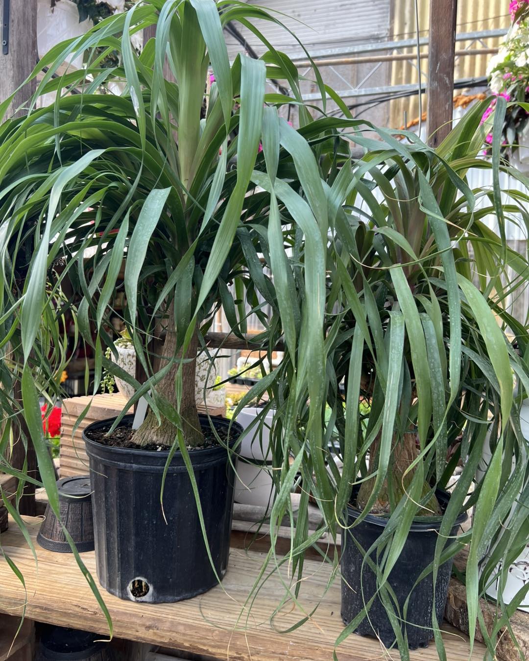 Ponytail Palm with curly leaves