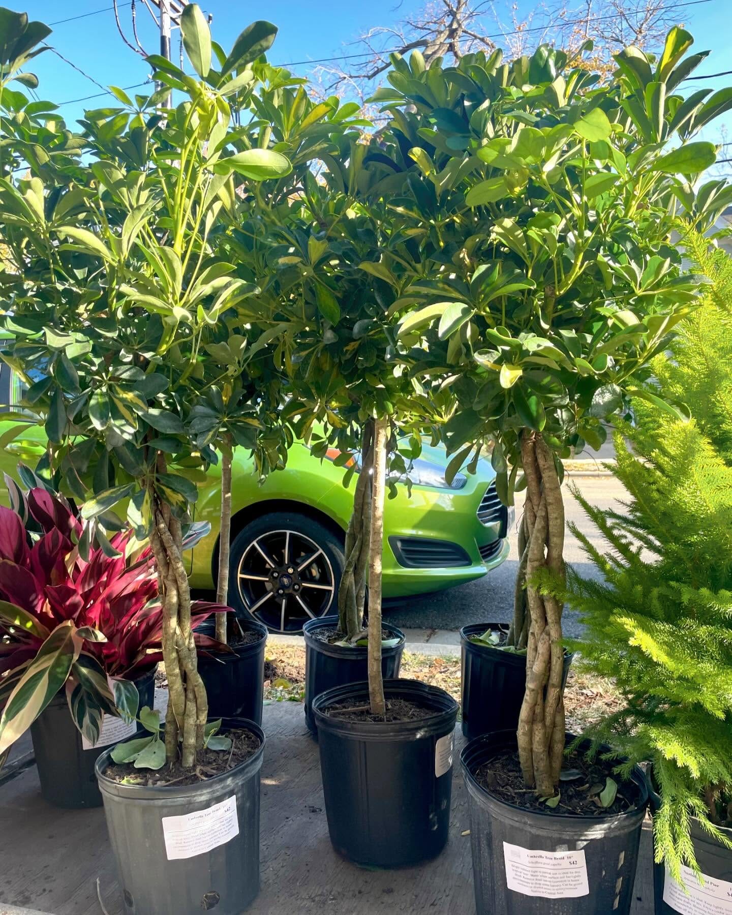 large monstera casting shadow