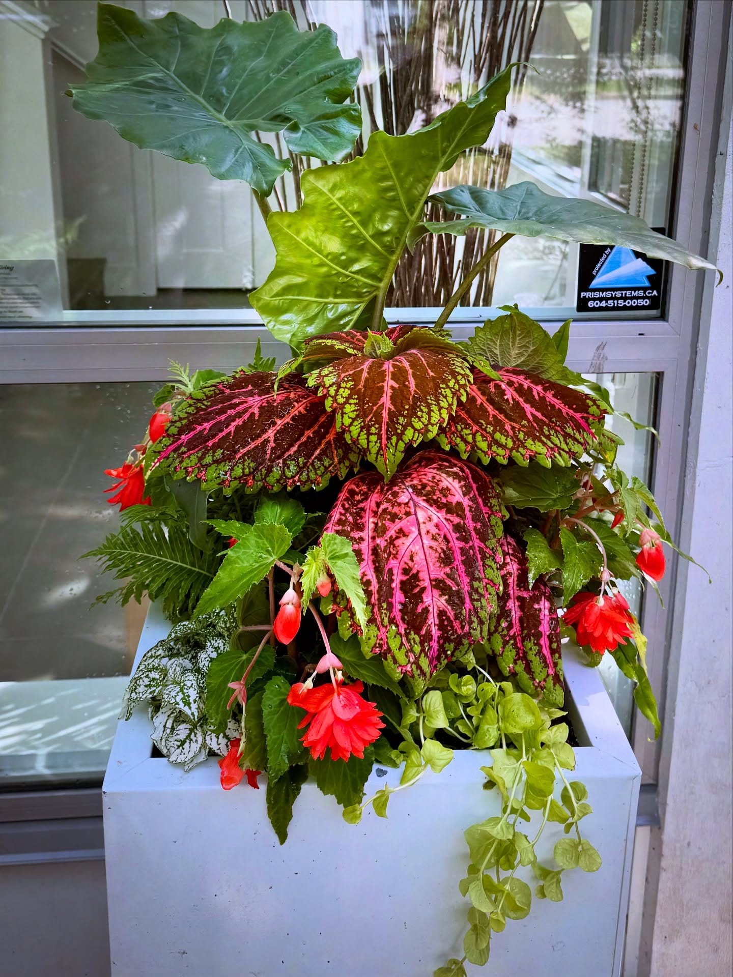 color-coordinated plants in bay window