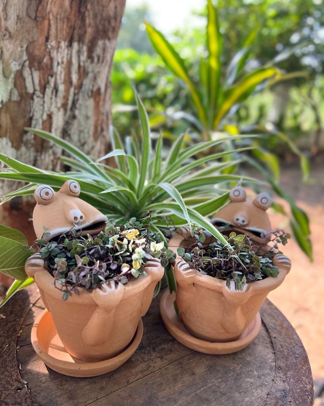 classic terracotta planter with basil