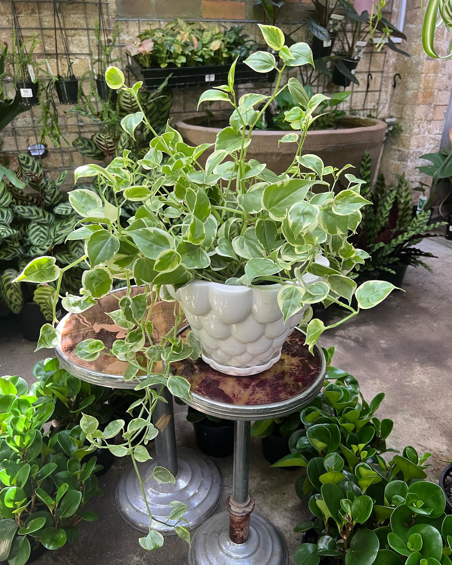 peperomia plant on dining table