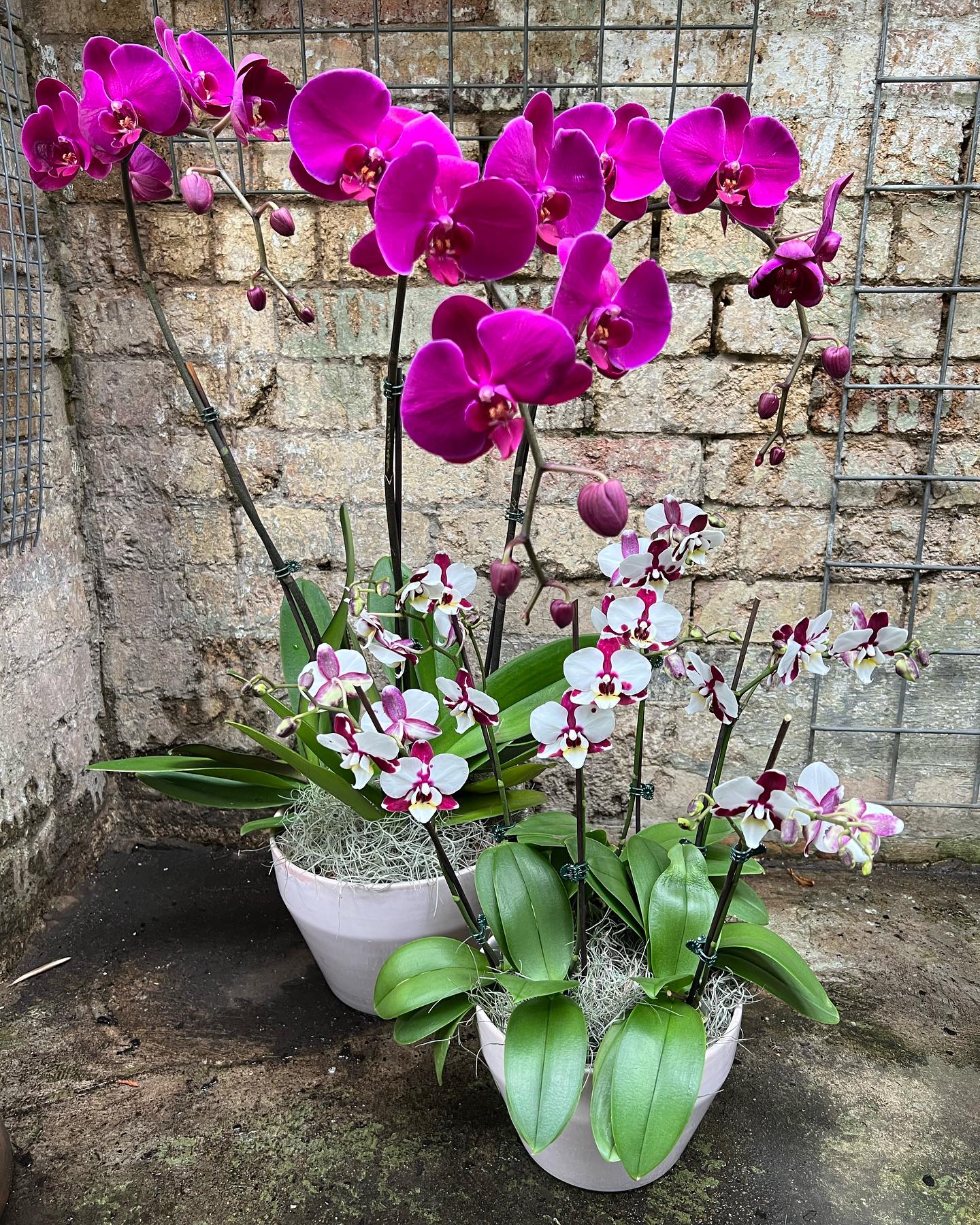 bromeliad with orchid blooms