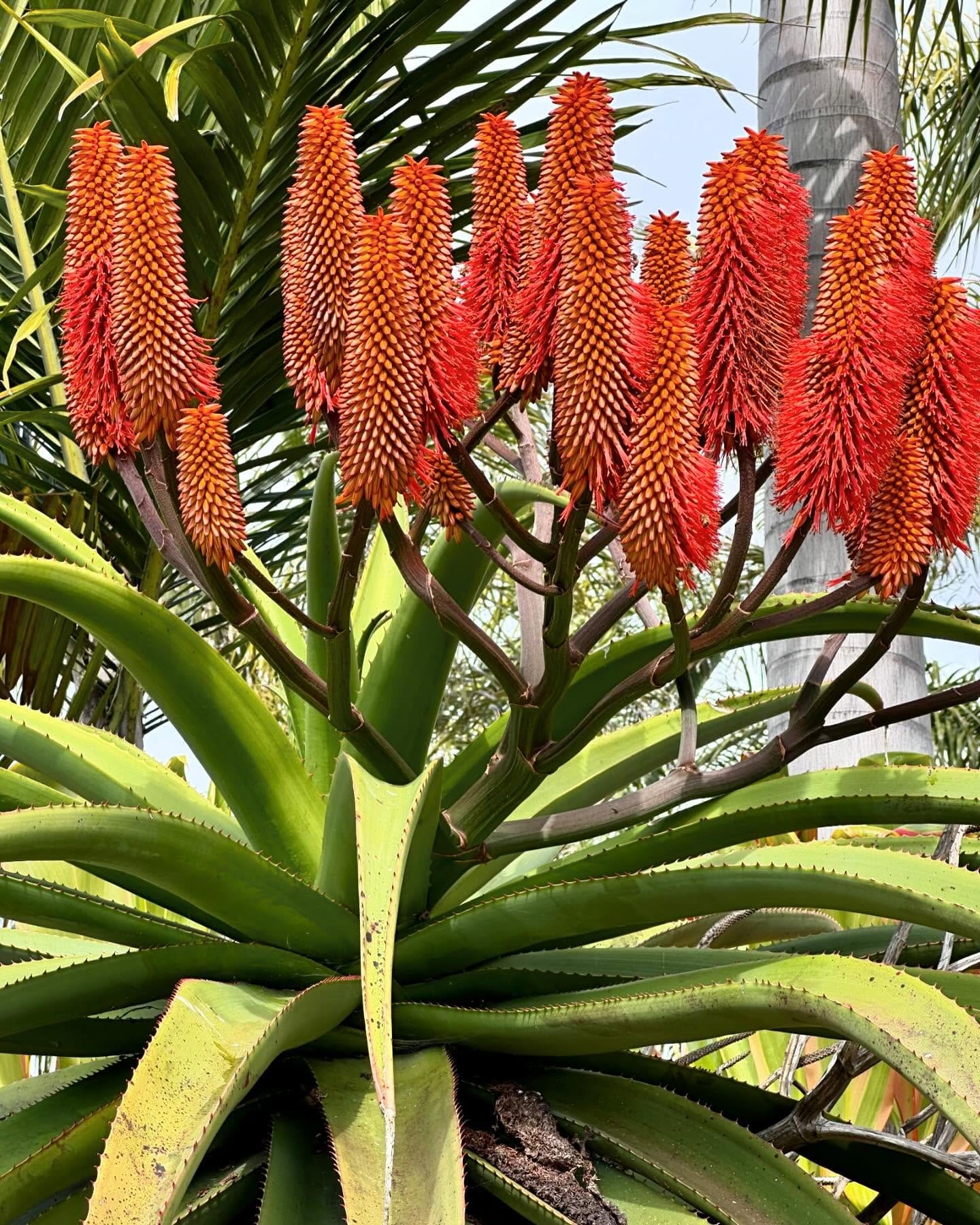 Southwestern patterned rug with aloe plant in rustic pot