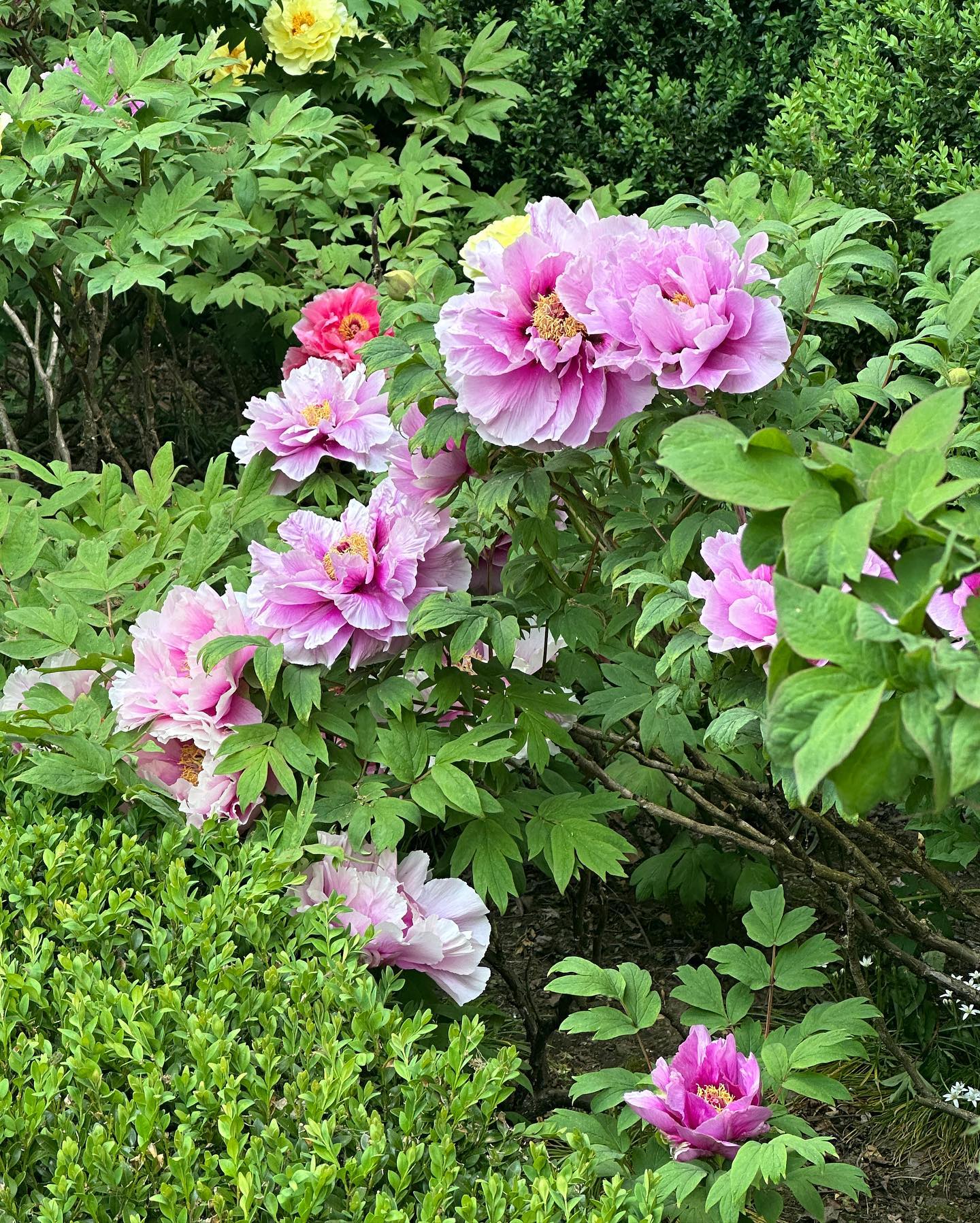 peony leaves casting light shadows