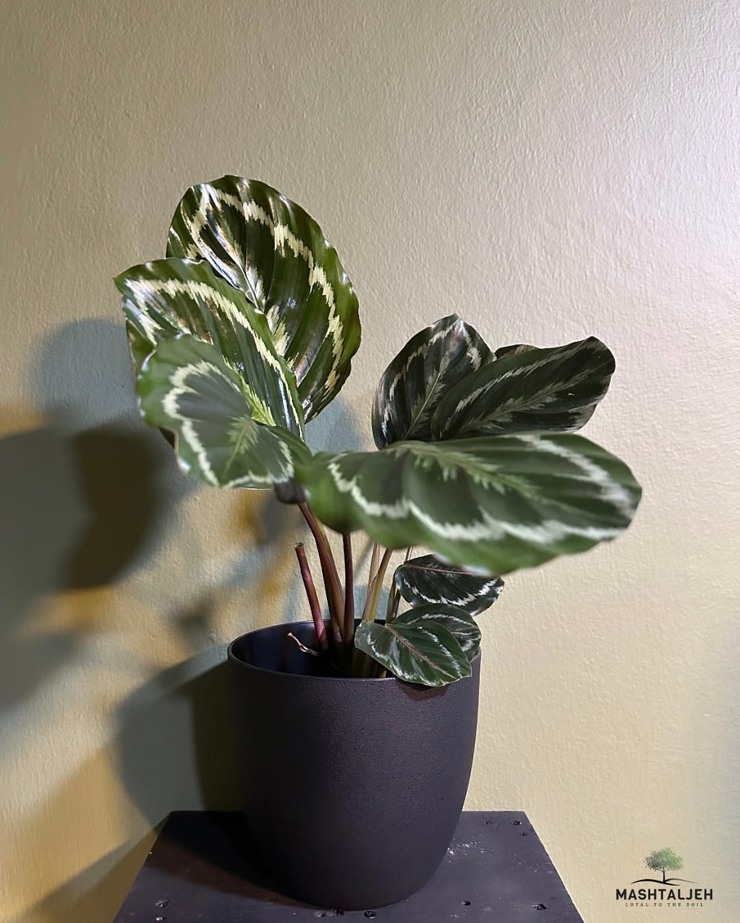Colorful calathea in woven basket