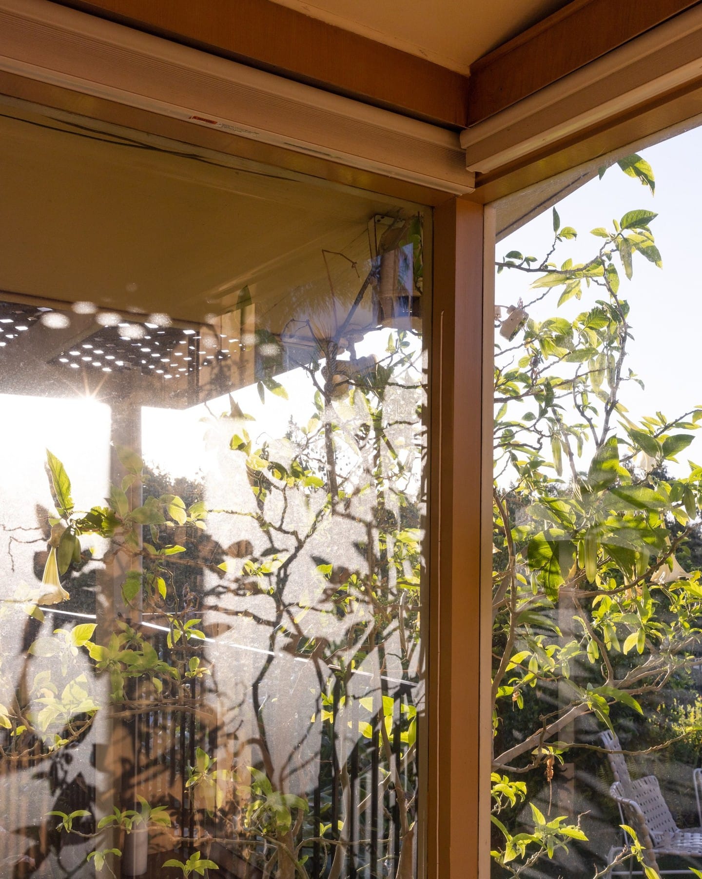 eucalyptus leaves creating shadow patterns