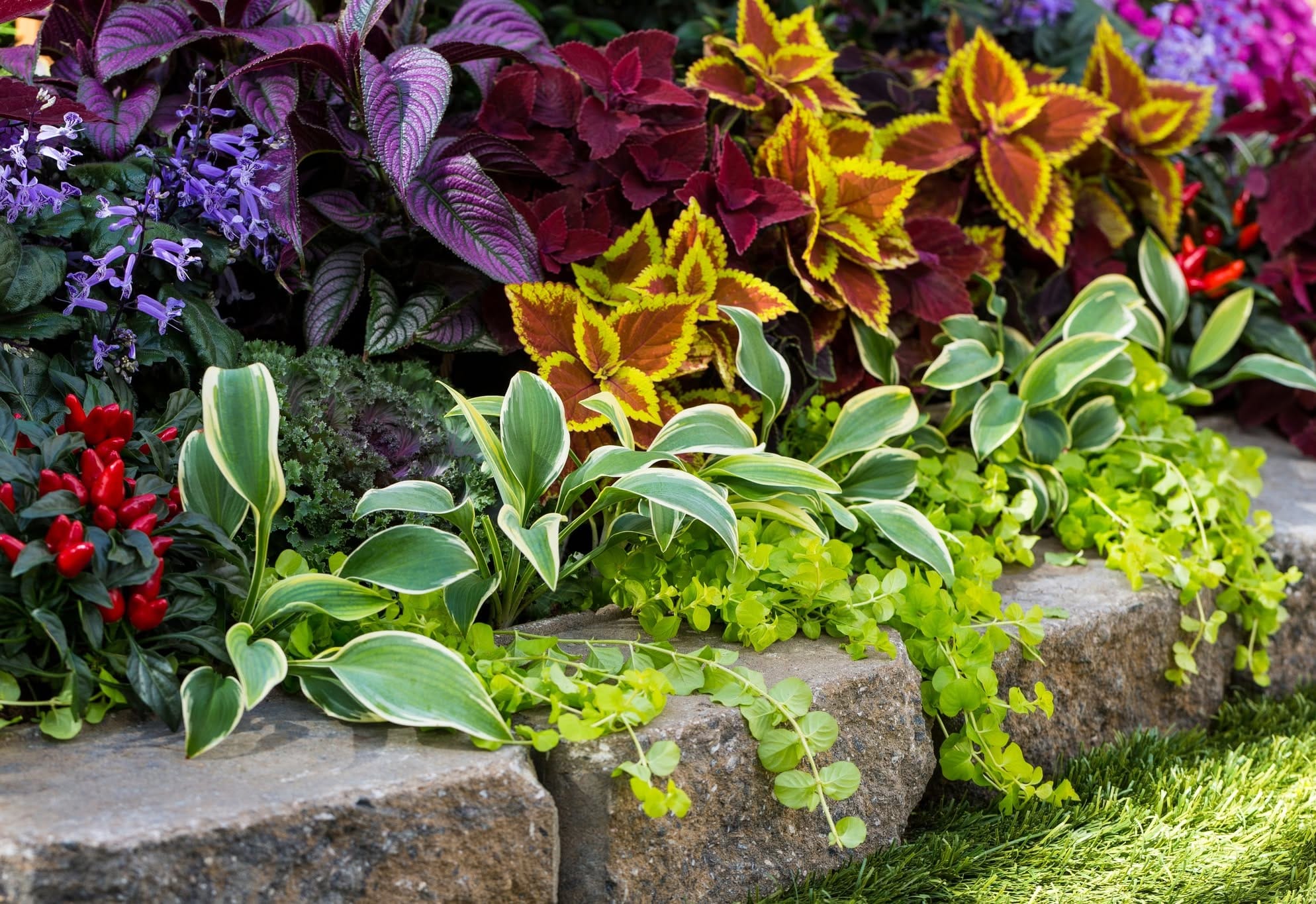 lavender and rosemary in pots