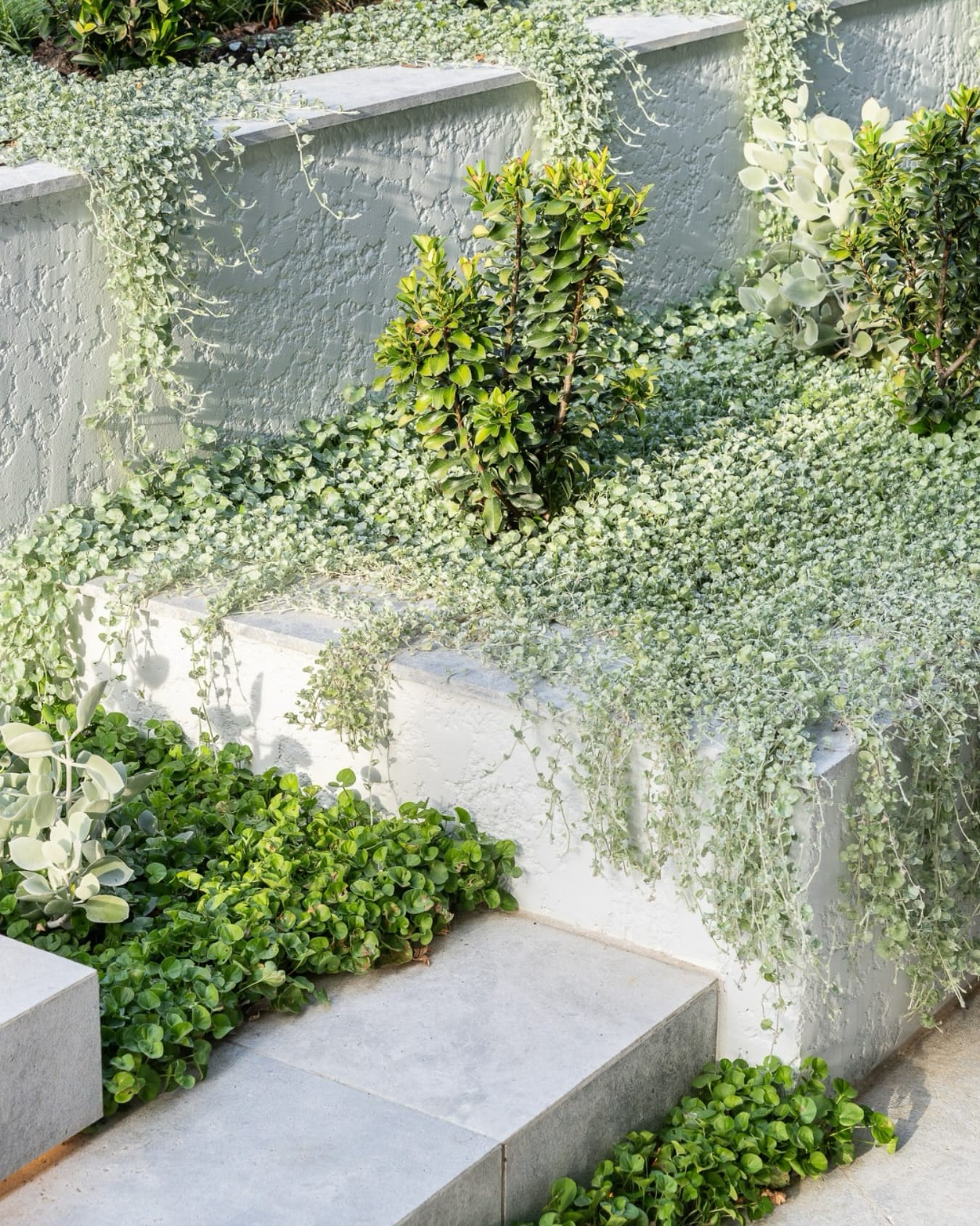 Colorful foliage indoor plant collection