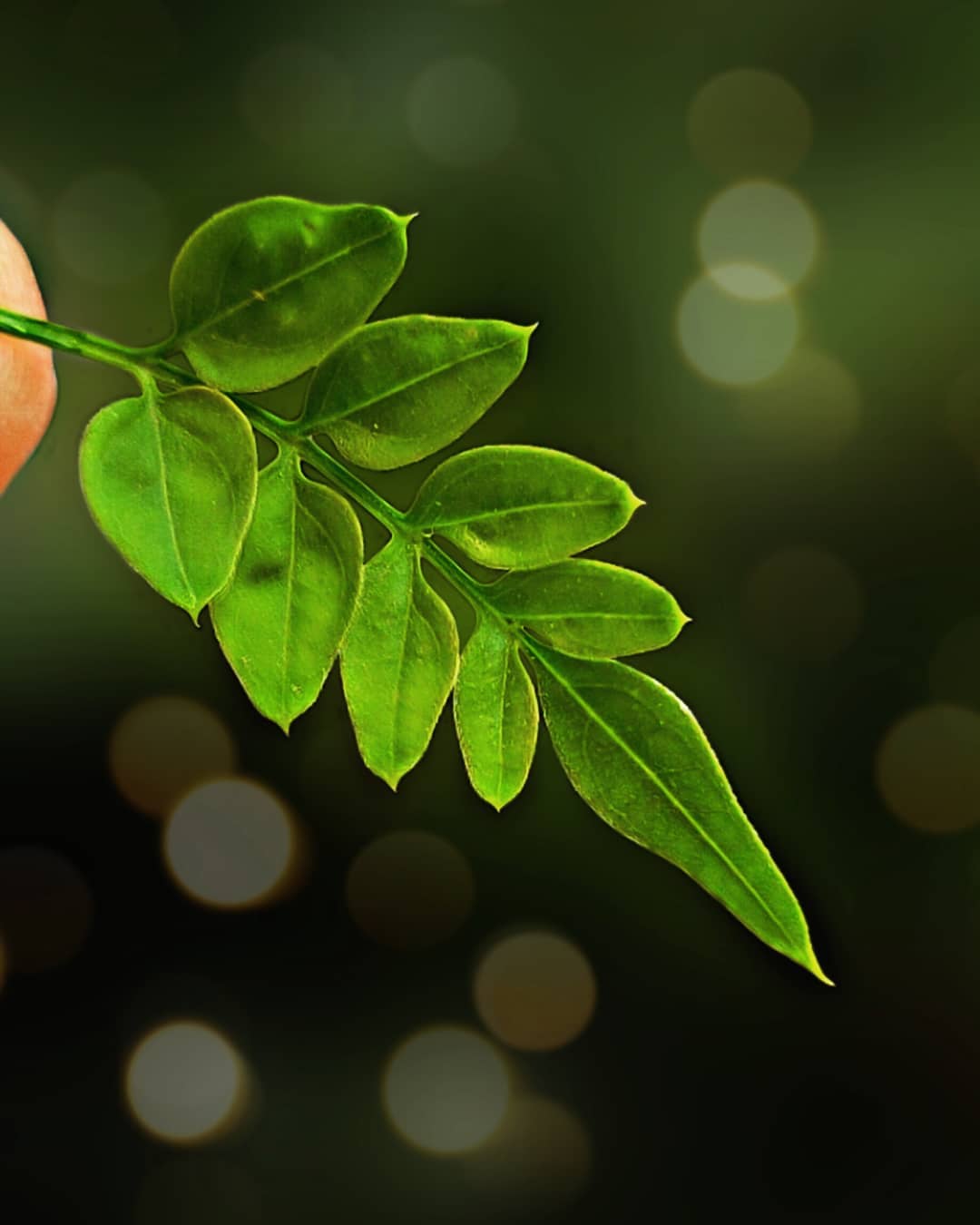 hanging leaf mobile swaying gently