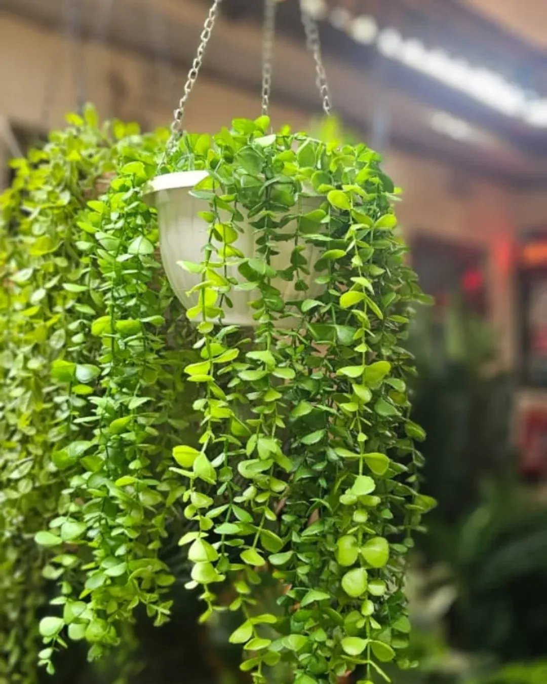 Grayscale hanging plant collection