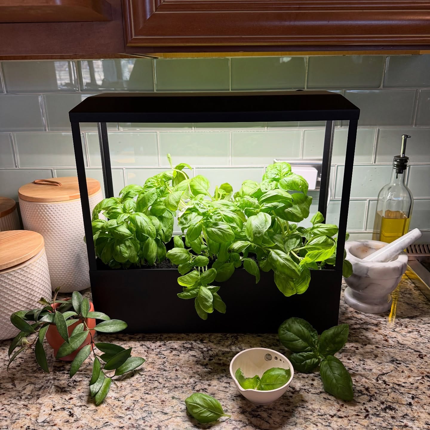 countertop herb garden kit