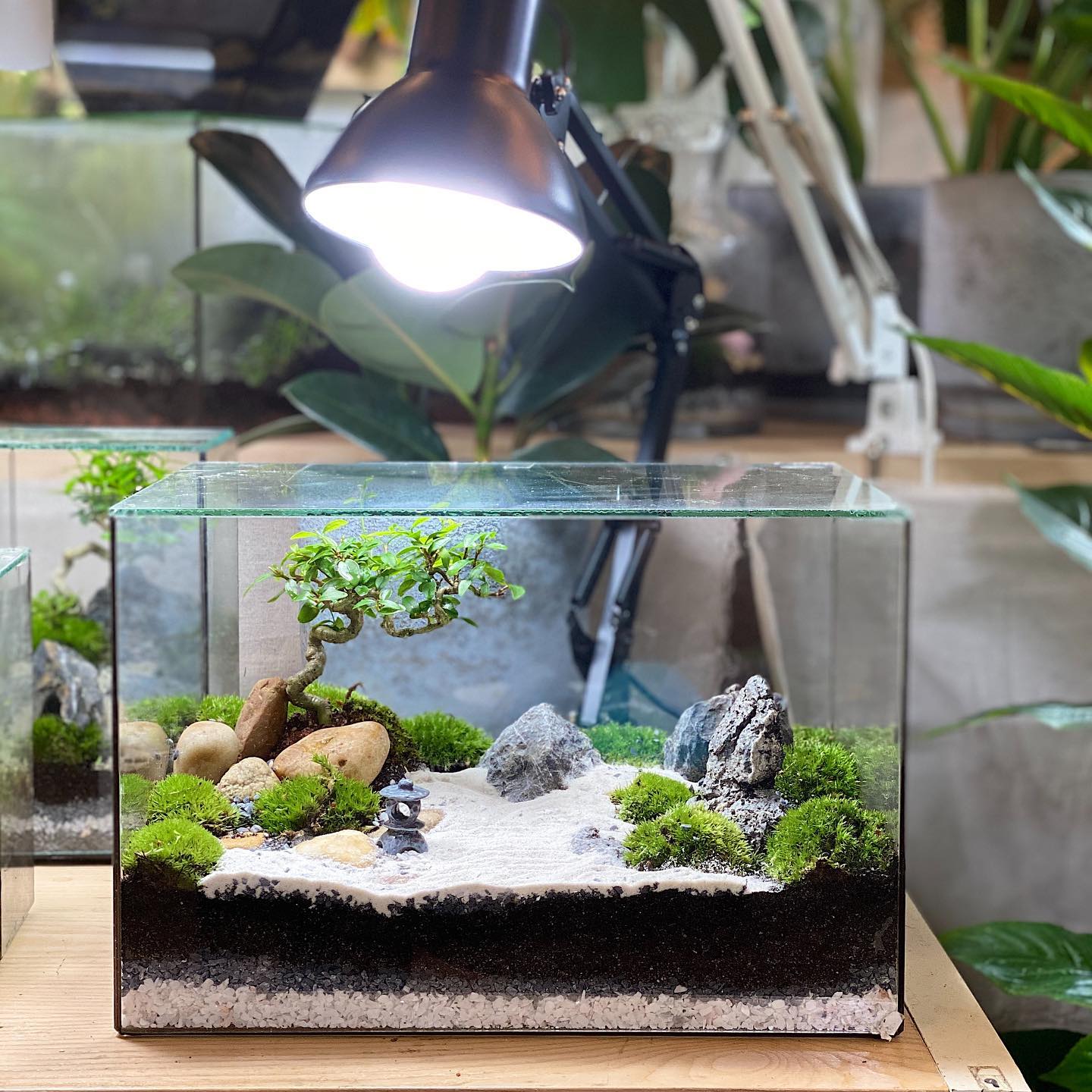 Minimalist black and white terrarium setup