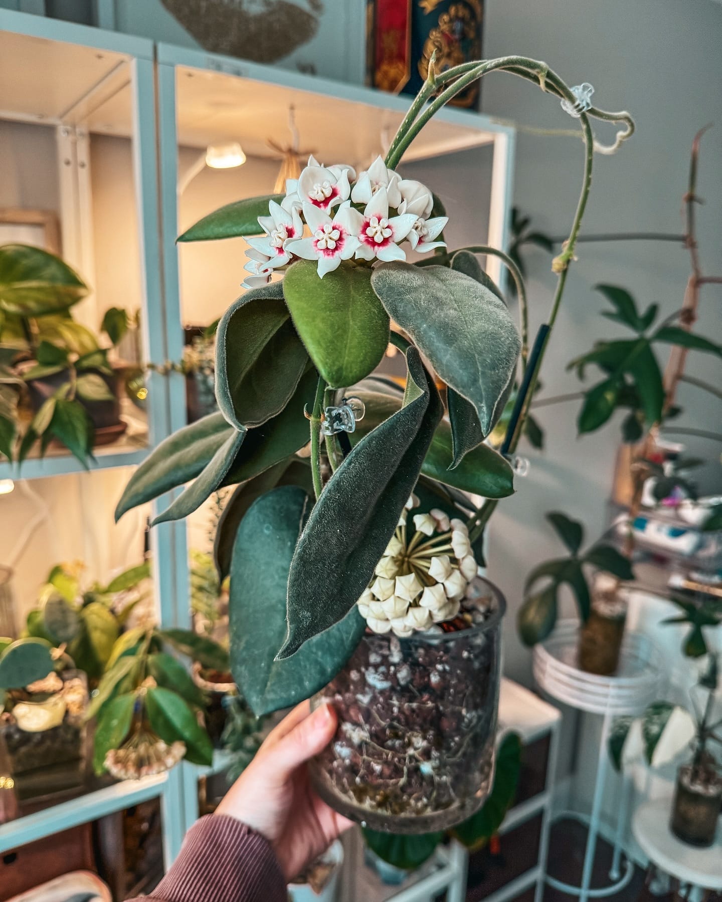 potted culinary herbs on cabinet