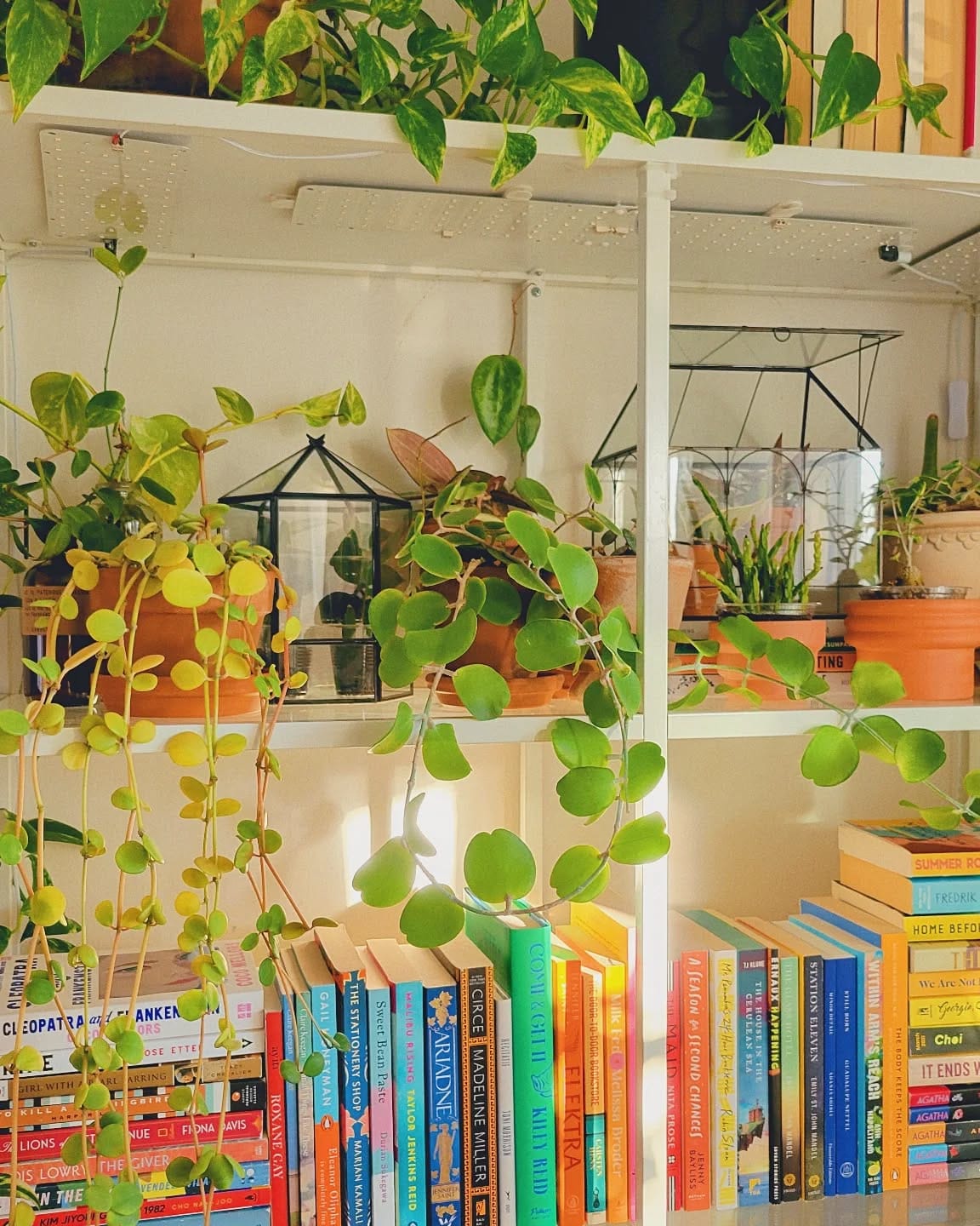 succulents on bookshelf