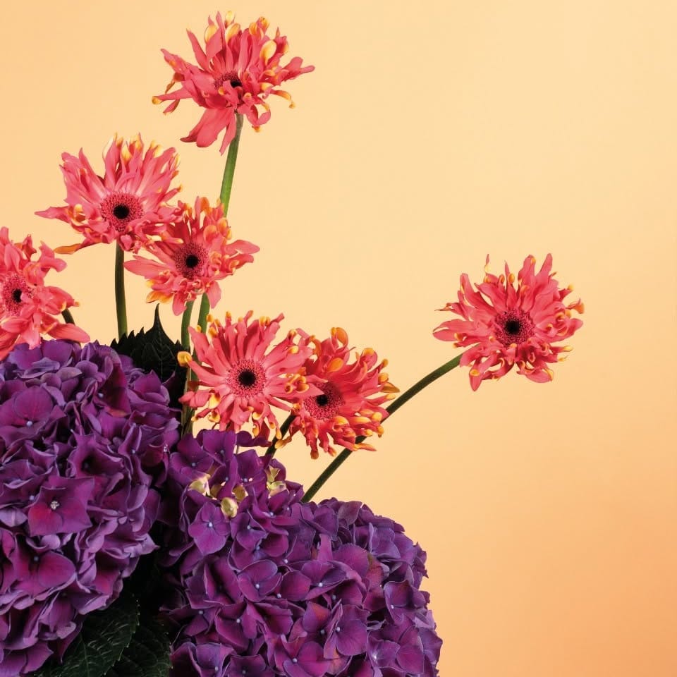 silver dusty miller in planter
