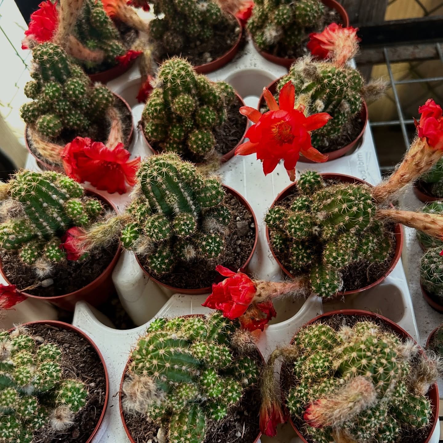 variety of cacti on rustic windowsill