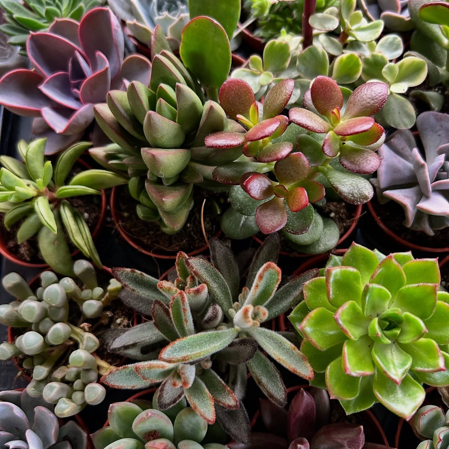 variety of succulents and cacti