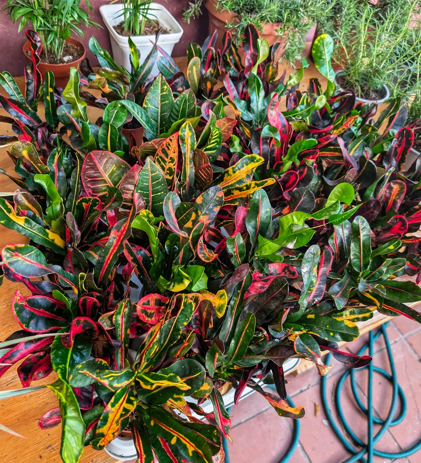 Croton plant with multicolored leaves