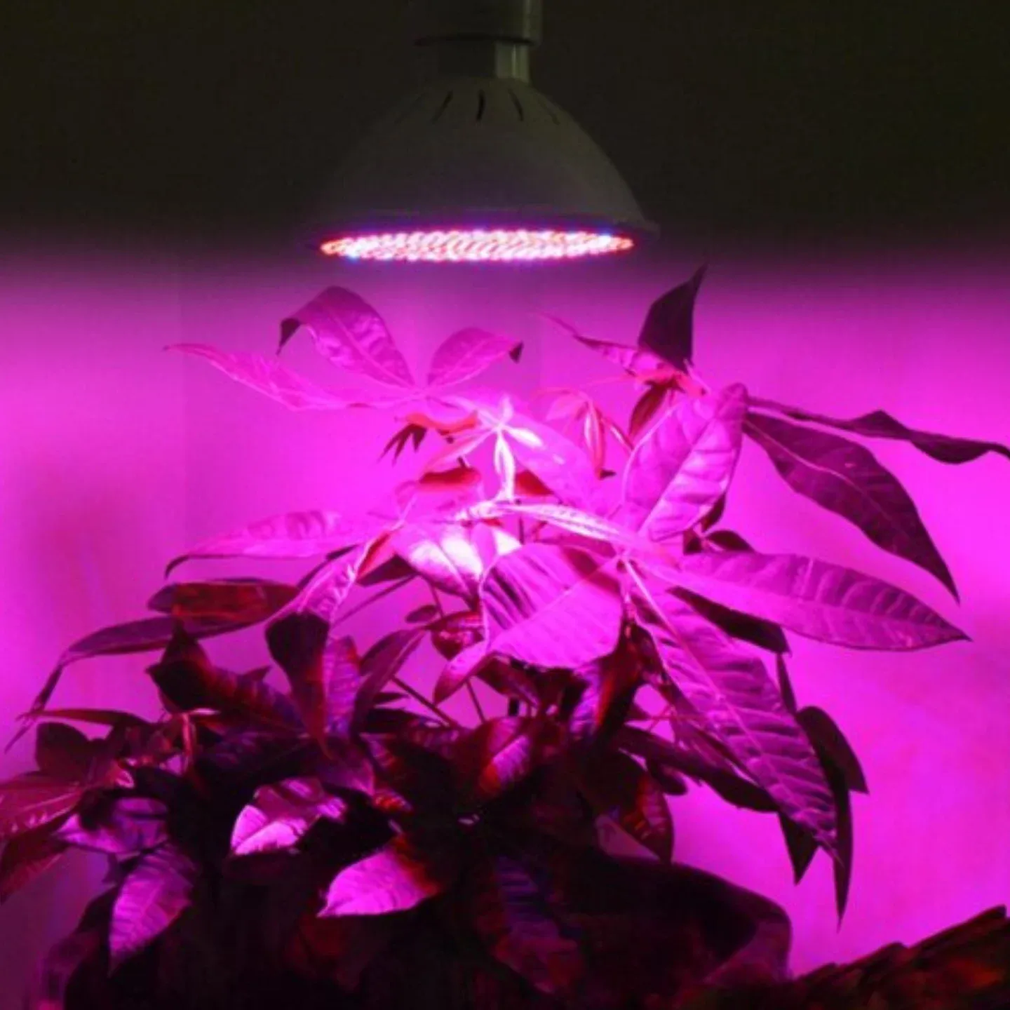 red and blue lights on foliage