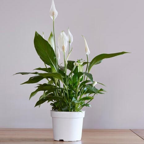 peace lily on countertop
