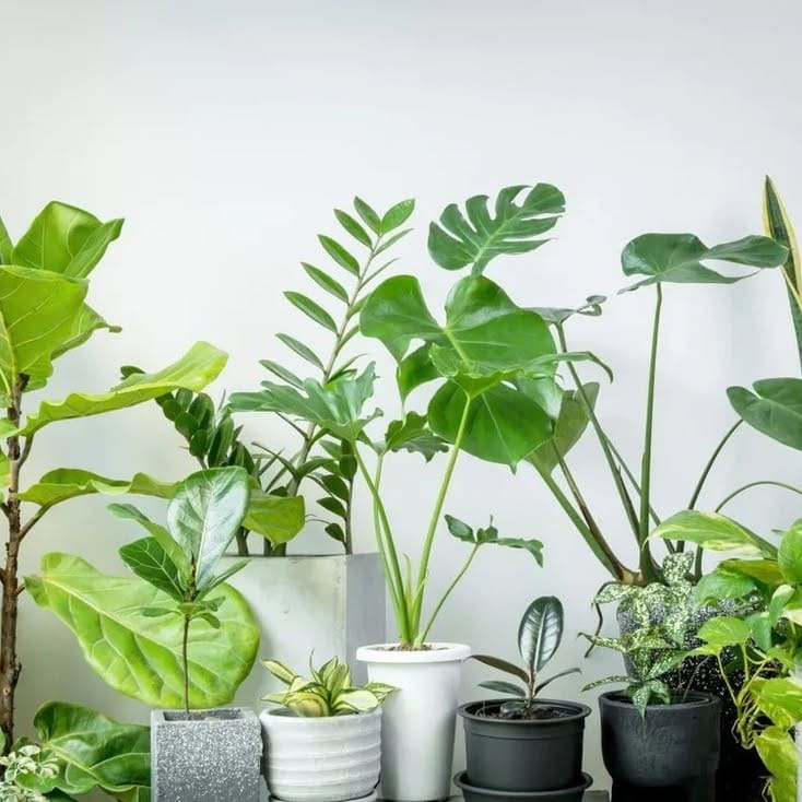 Air plants in a glass globe terrarium