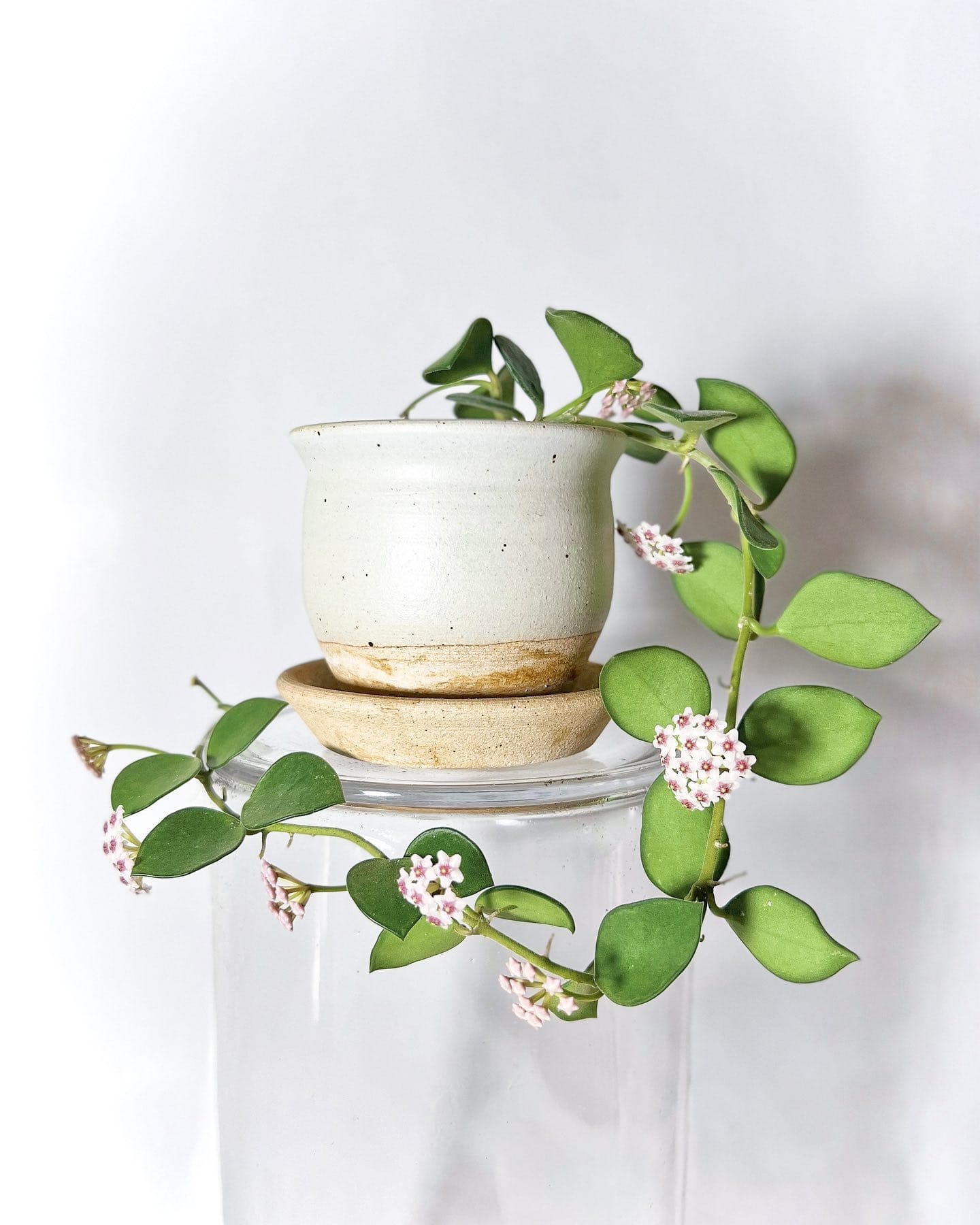 ivy plant cascading from a shelf