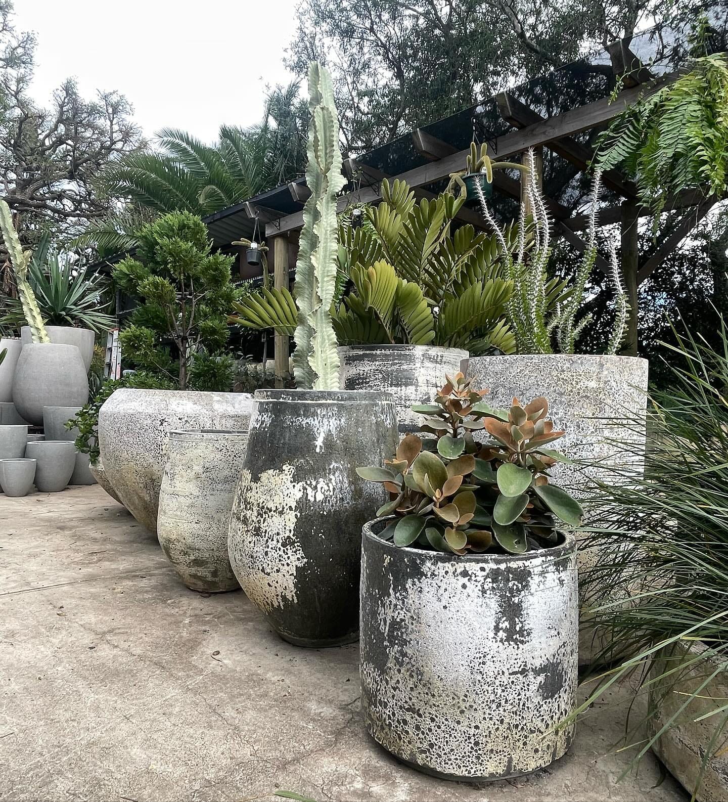 Serene moss on natural wood slice