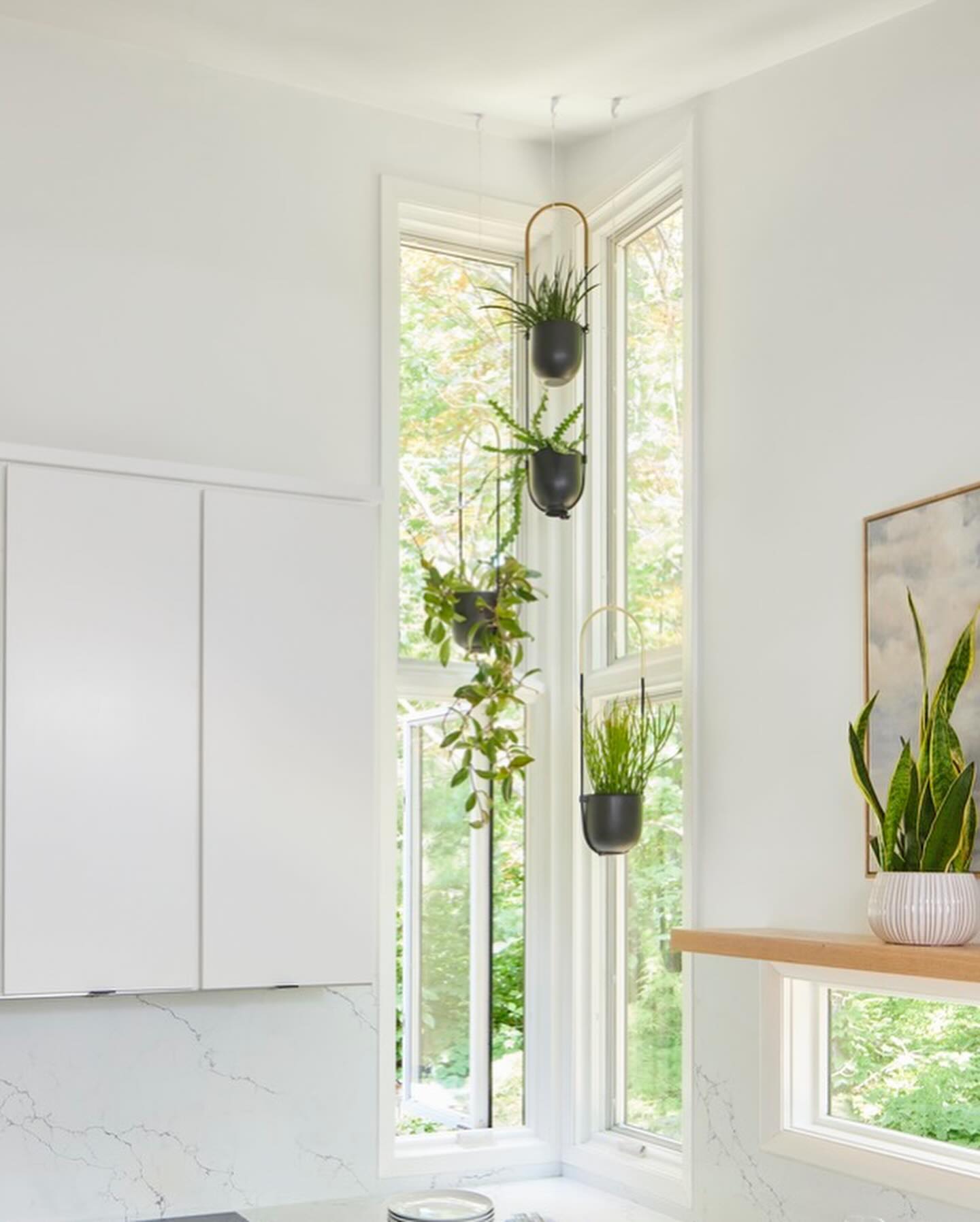 Air plants in hanging glass bubbles