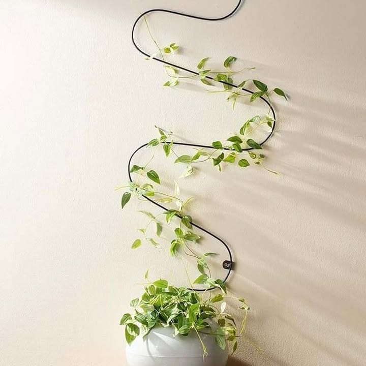 Indoor trellis with climbing plants