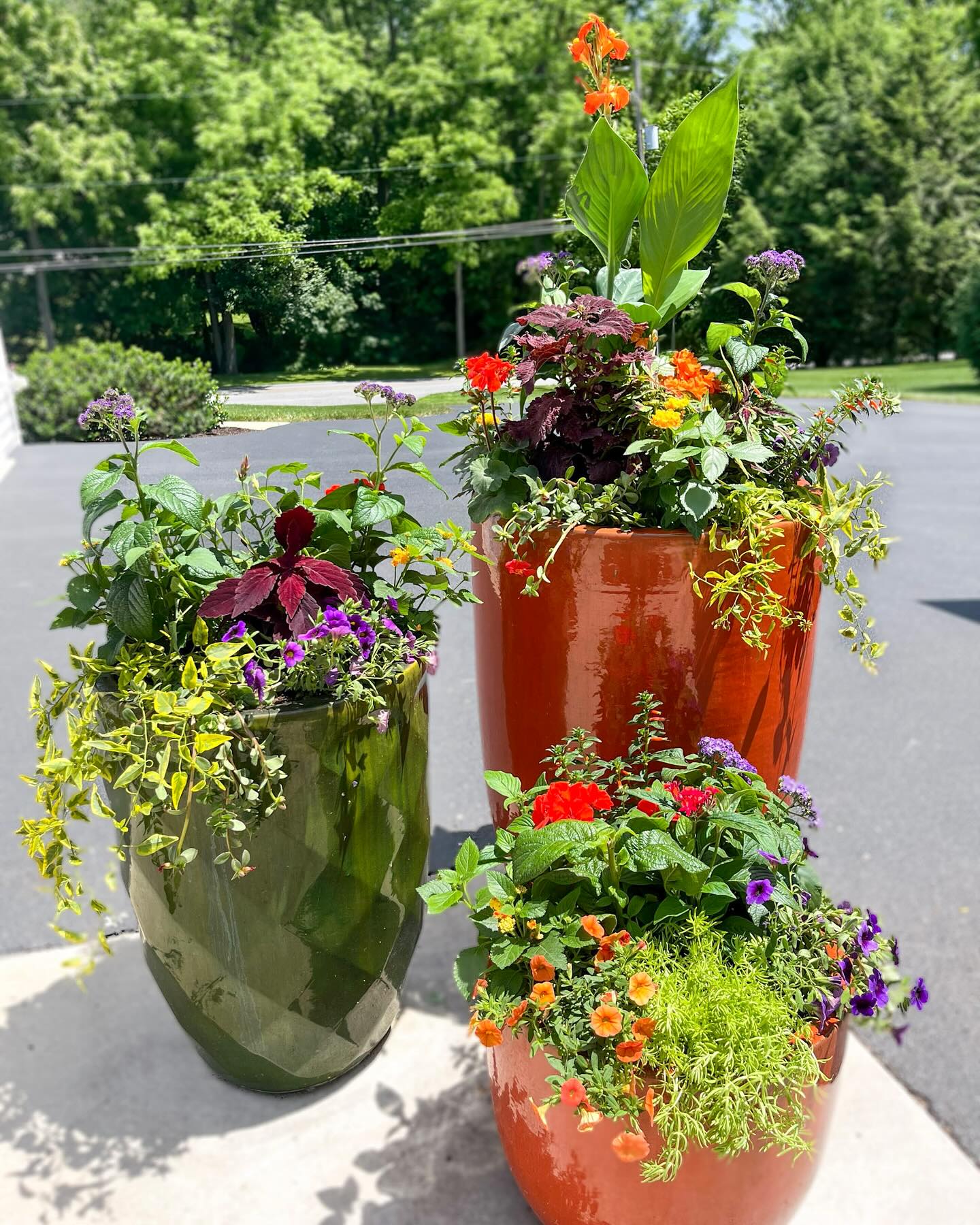 clear glass terrarium with ferns