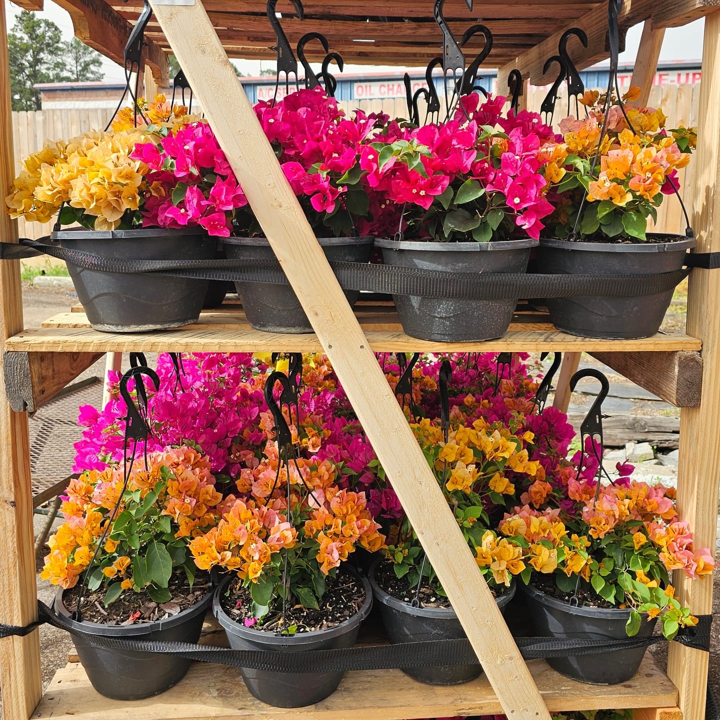 Bird of paradise and baby tears