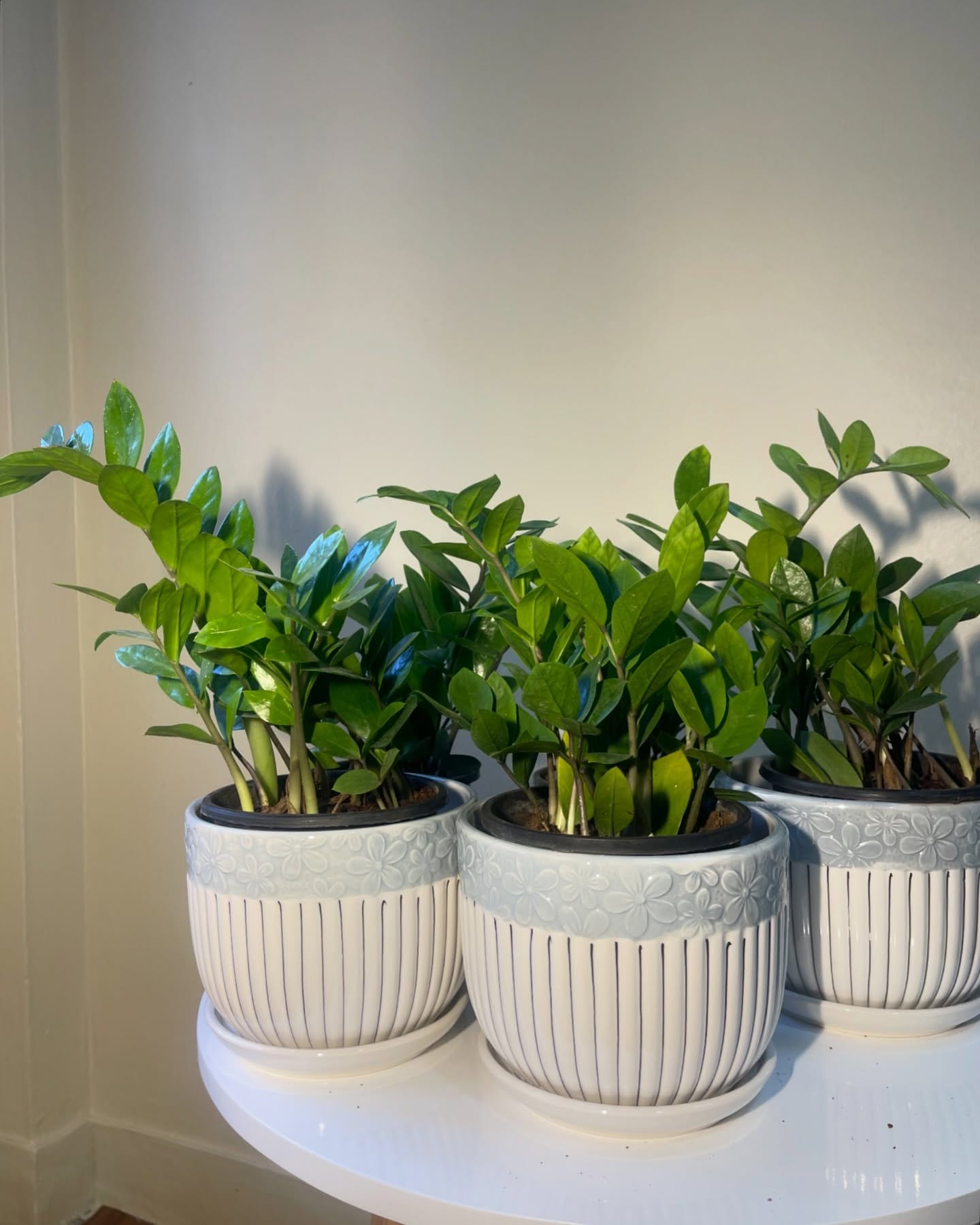 zz plant on sleek metal shelf