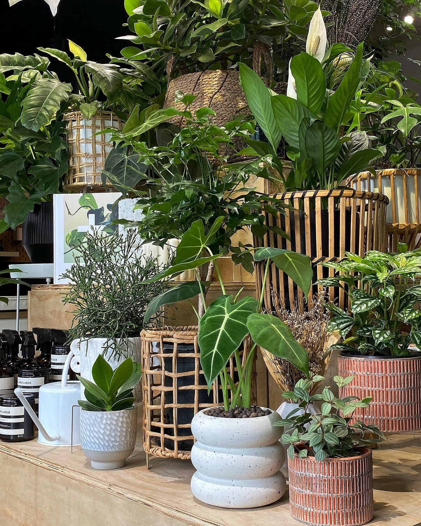 Rattan shelf with earthy pottery and native plants
