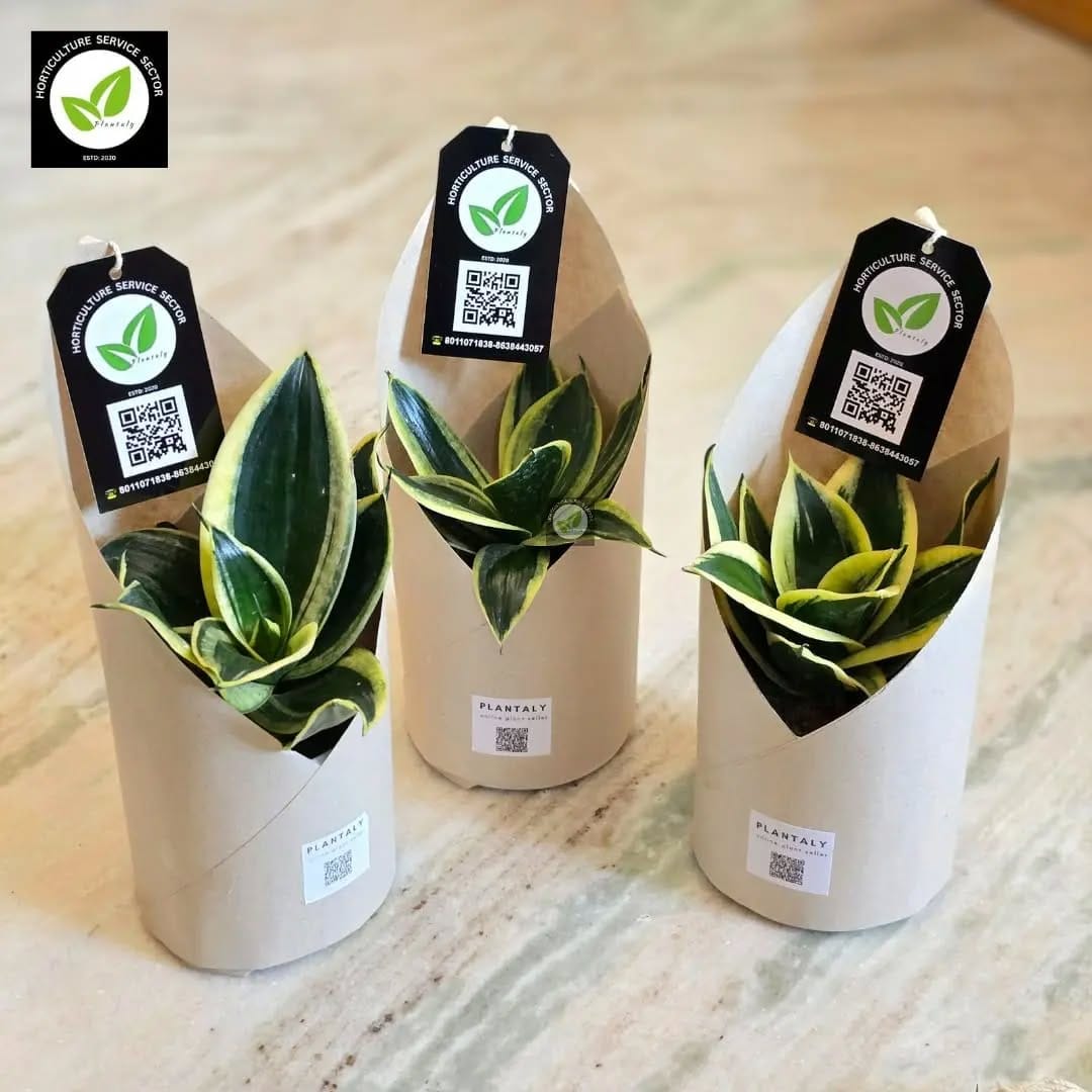 snake plant in gift wrap