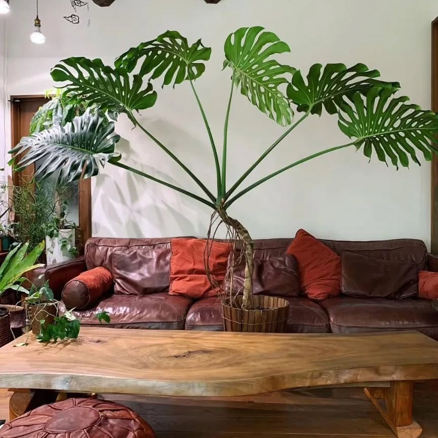 Lush table centerpiece with mixed plants