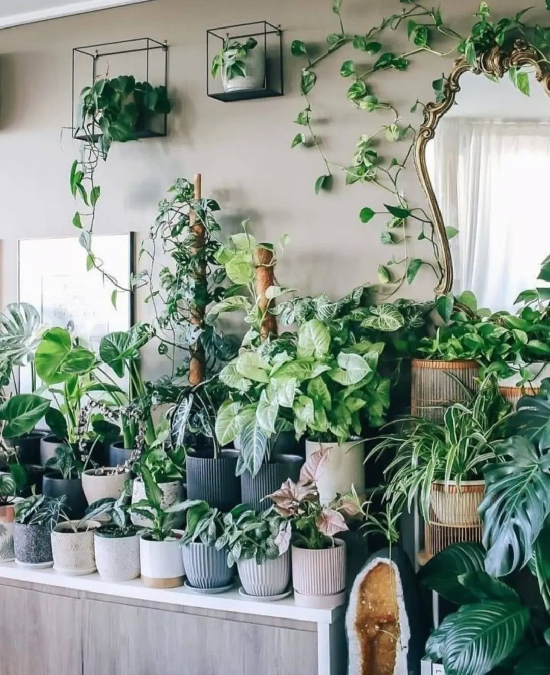 Lush indoor plants in Scandinavian decor