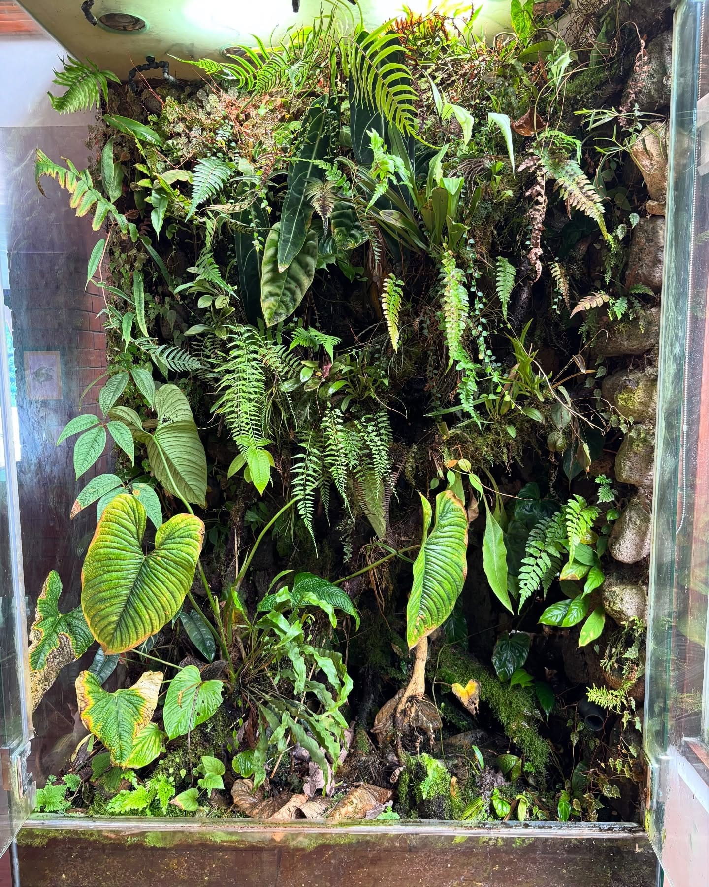 Vertical wall-mounted glass terrarium with vines