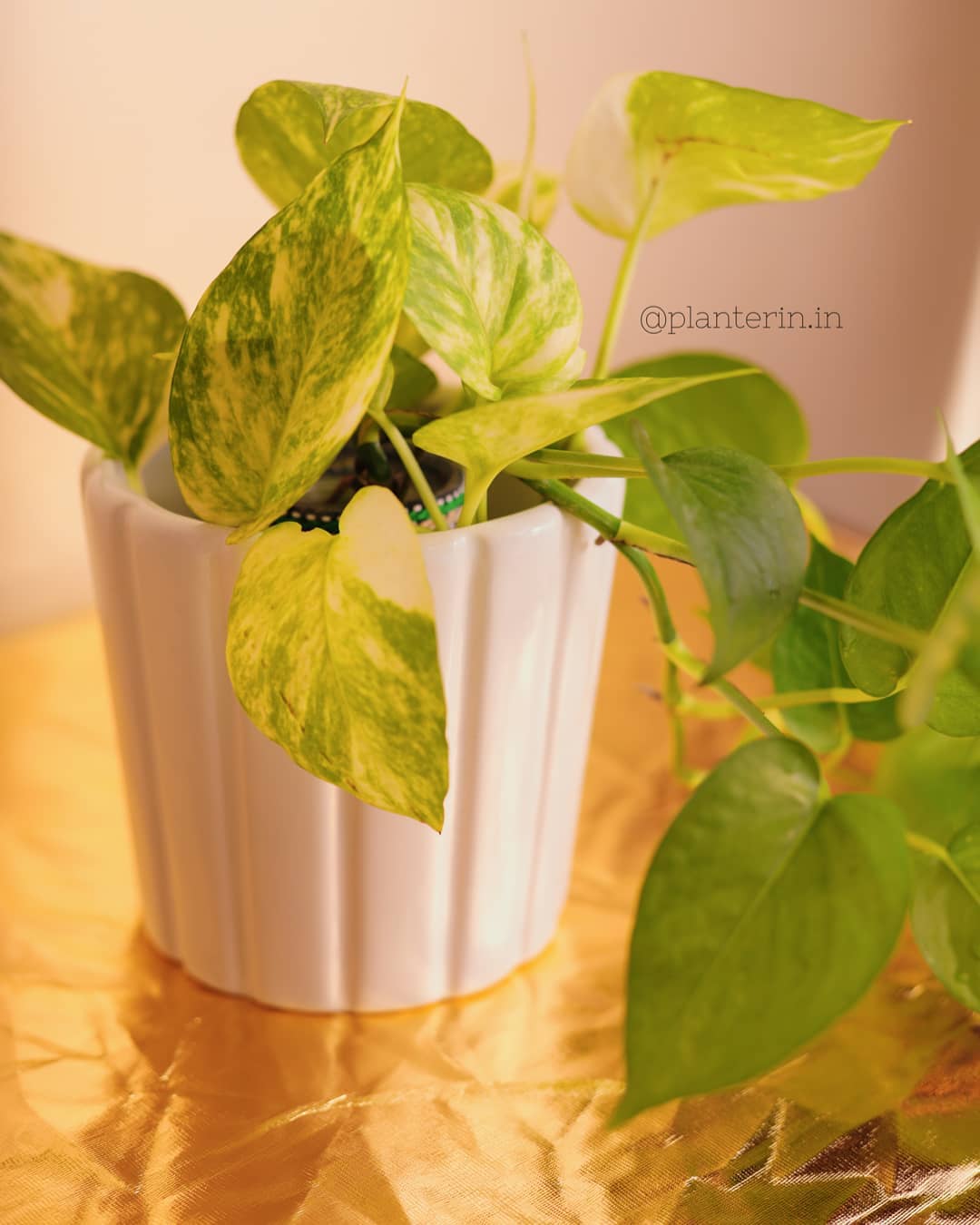Lush golden pothos in a white ceramic pot