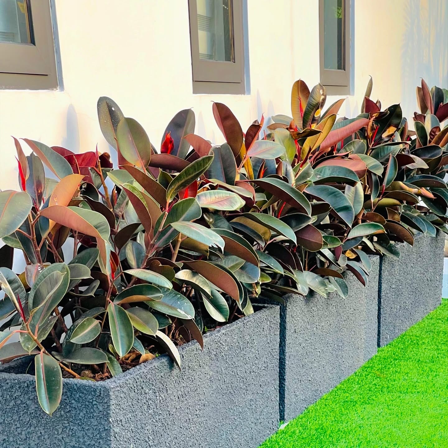 rubber plant with spider plant