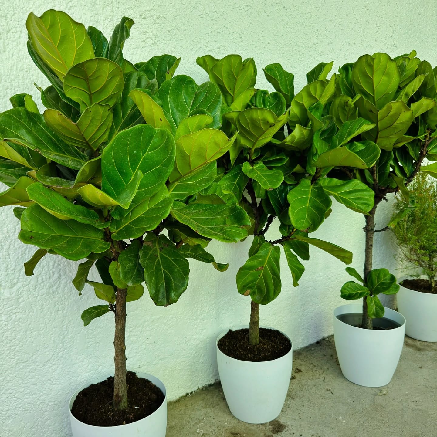 fiddle leaf fig in decorative pot on elegant windowsill