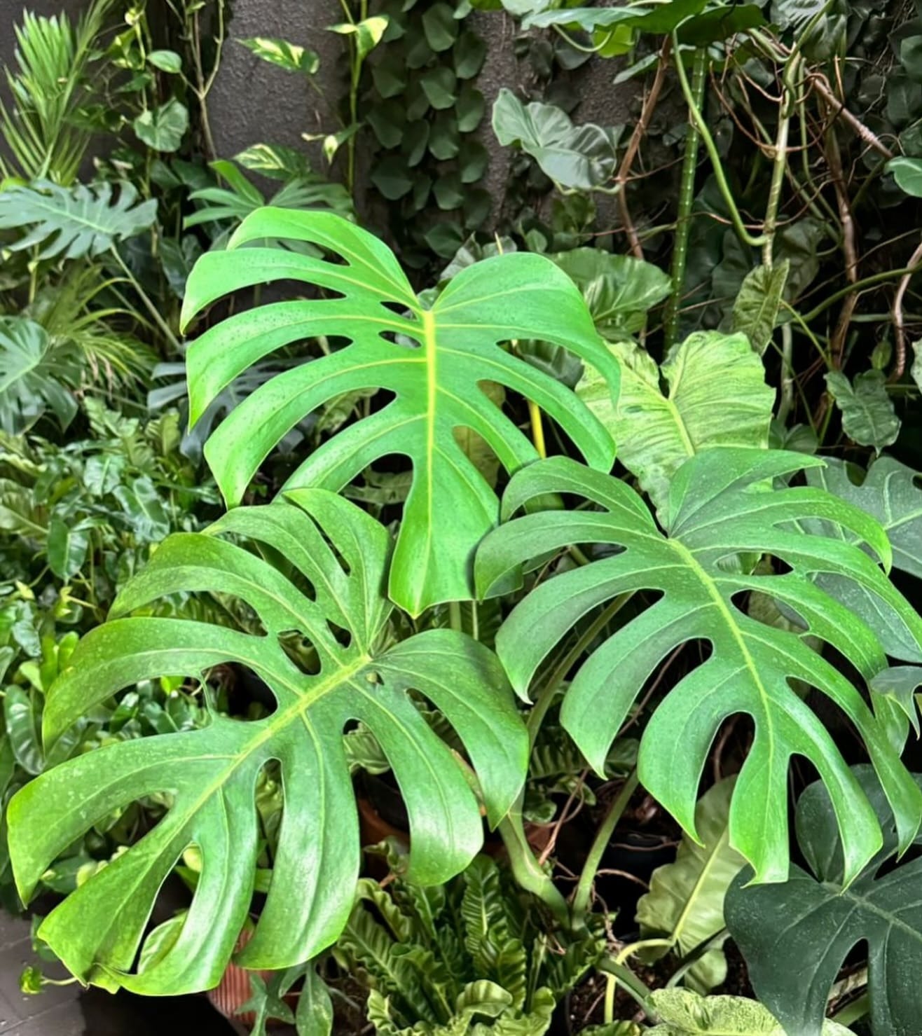 Swiss cheese plant with perforated leaves in modern home office