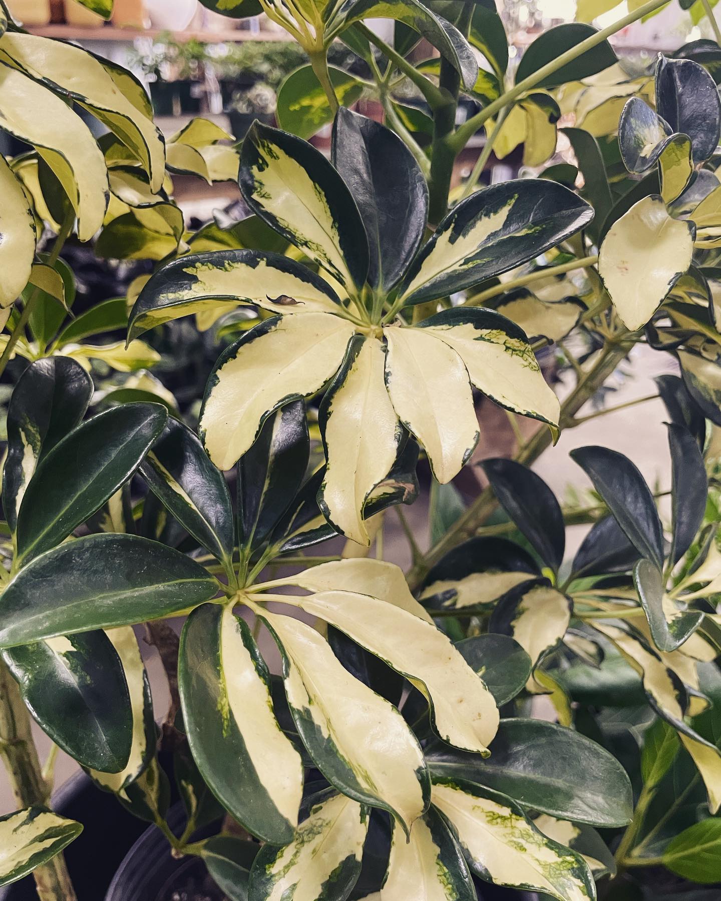 variegated rubber plant and calathea