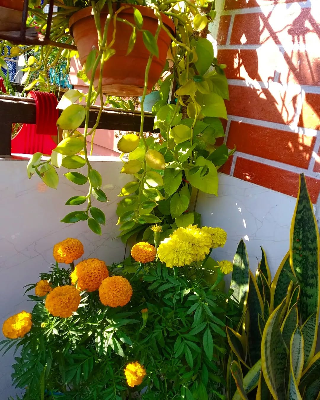 lavender plant in ceramic pot