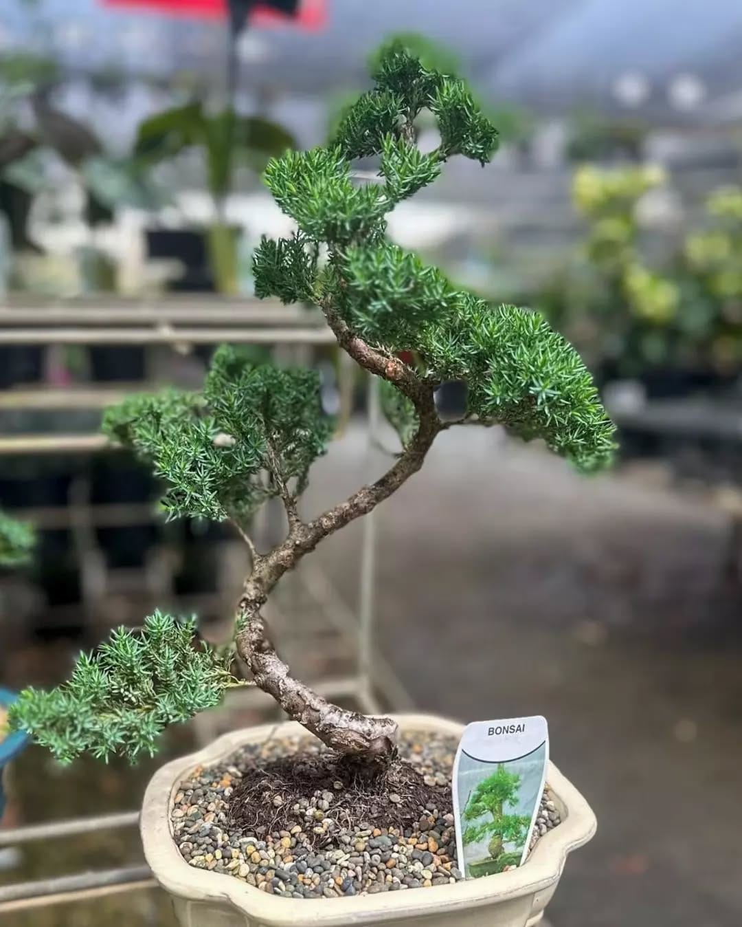 Fresh eucalyptus in glass vase