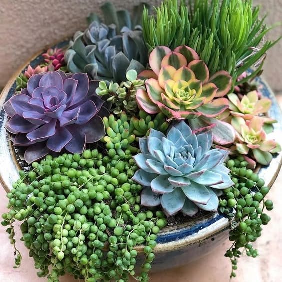 fiber optic lights in succulent planter