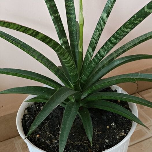 soil mix with perlite